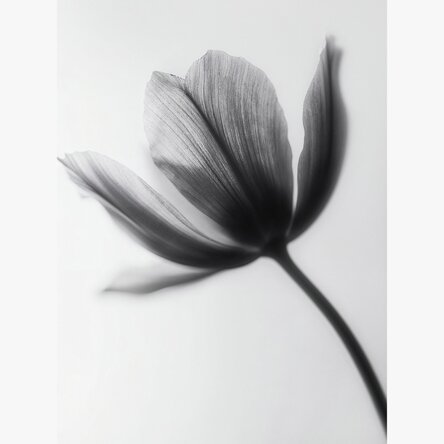 Poster con fiore in bianco e nero