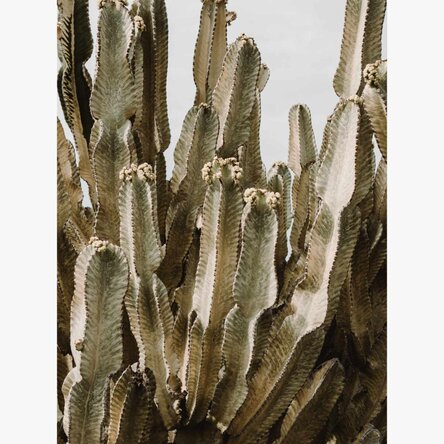 Poster con cactus verde