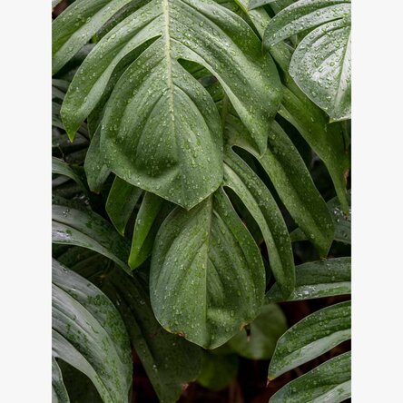 Monstera Poster