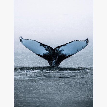 Poster “Whale Tail”