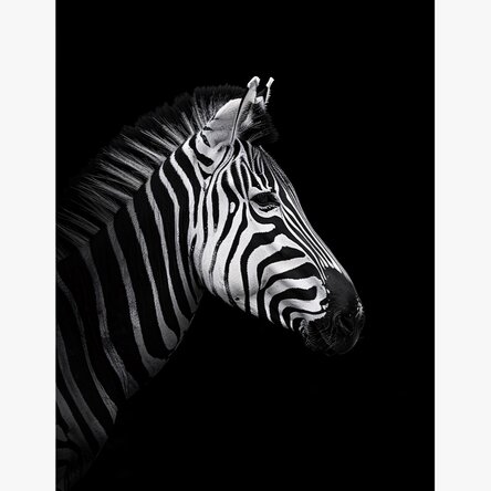 Poster Zebra