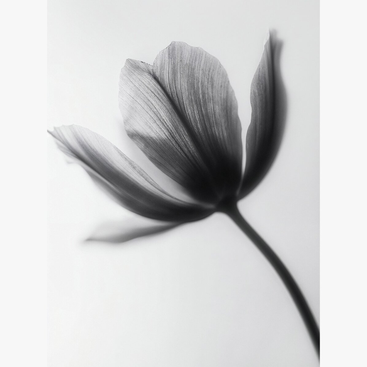 Poster con fiore in bianco e nero