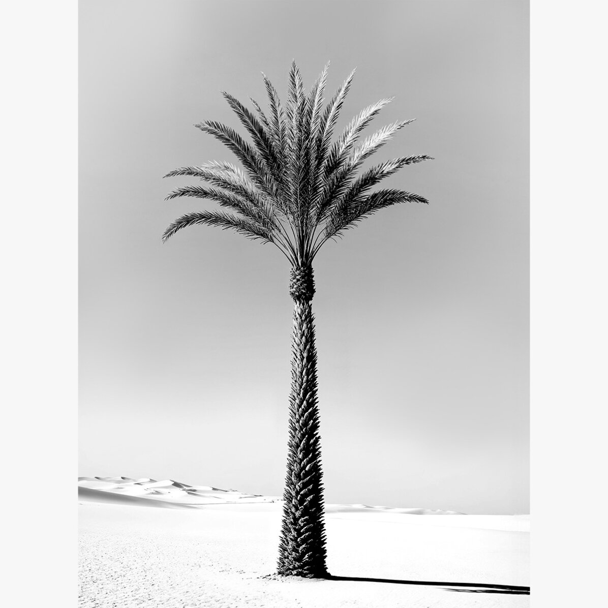 Poster con palma in bianco e nero