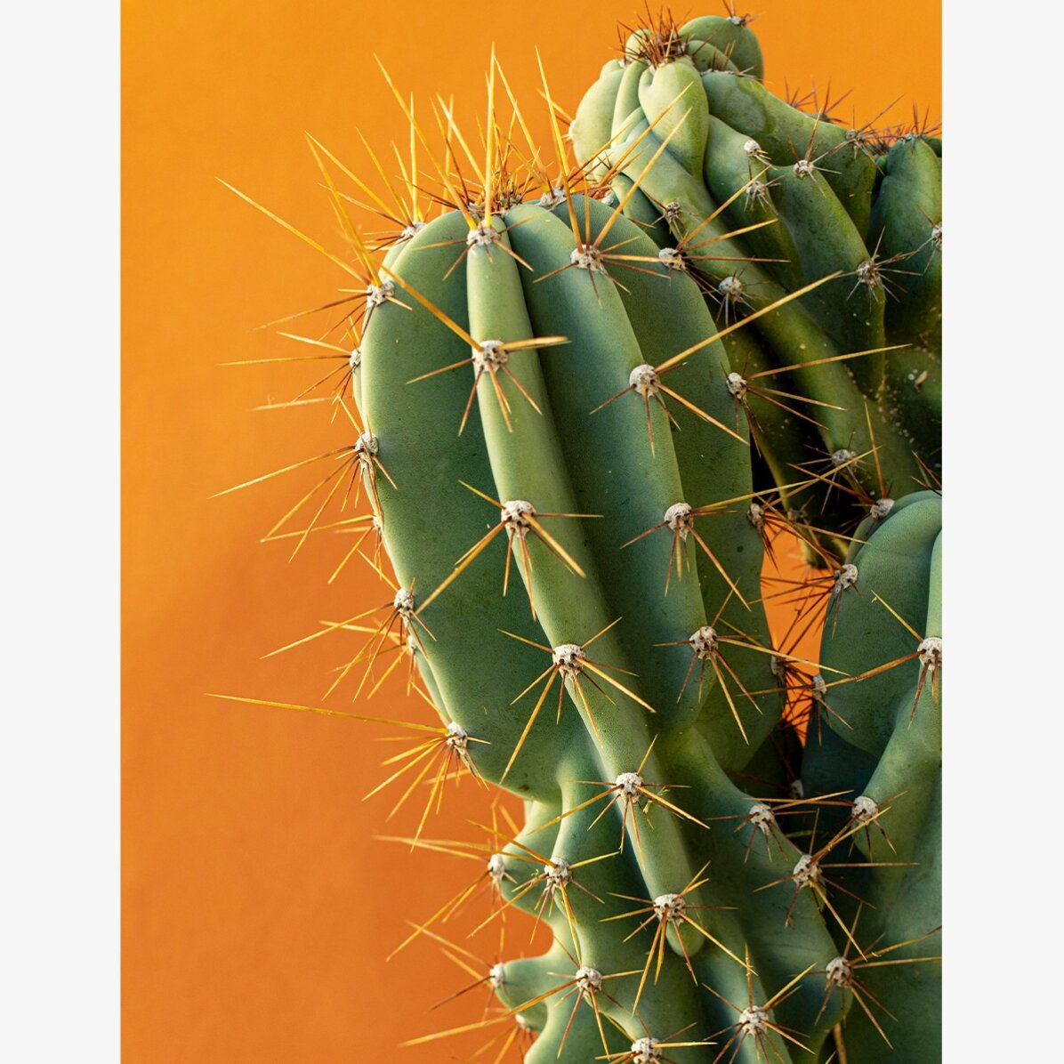 Poster con cactus su sfondo colorato