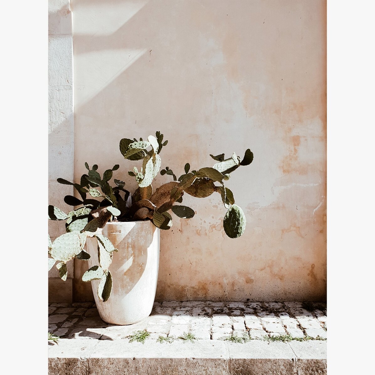 Poster “Cactus”