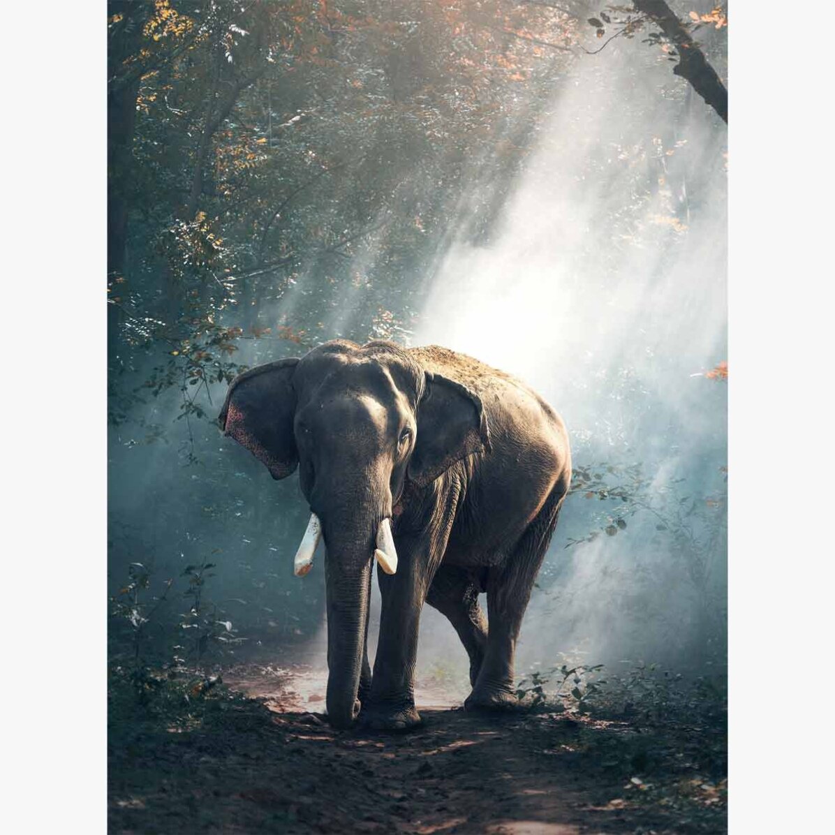 Poster Elefante