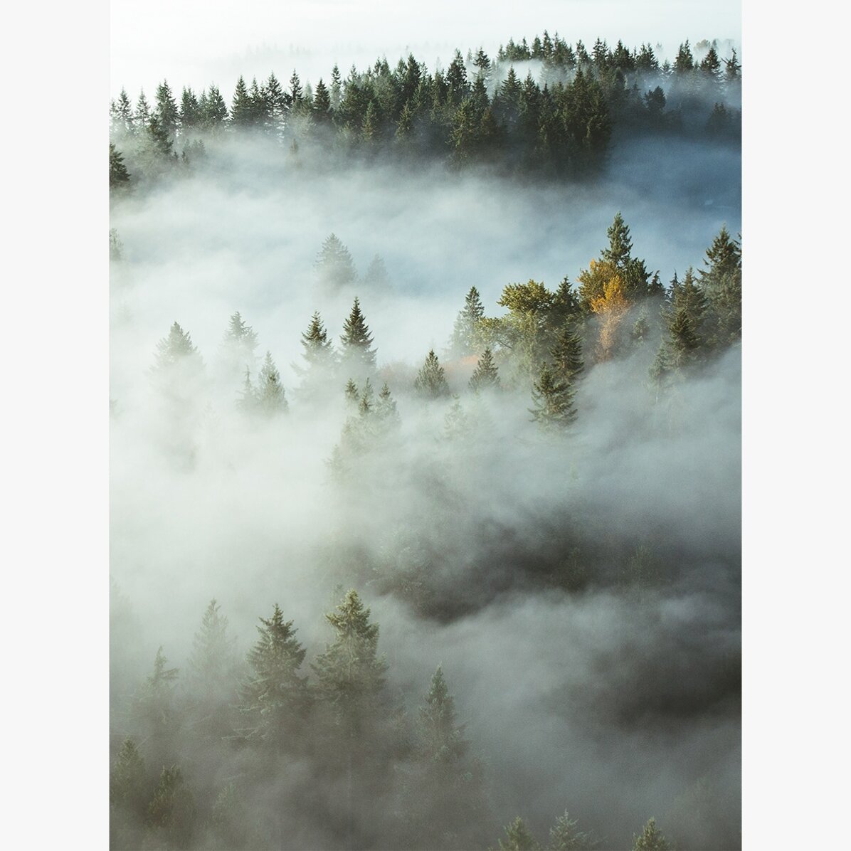 Poster “Foresta nella nebbia”