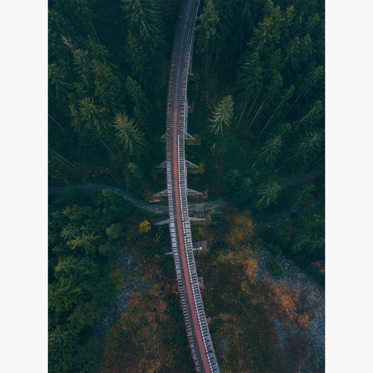 Poster “Forest”