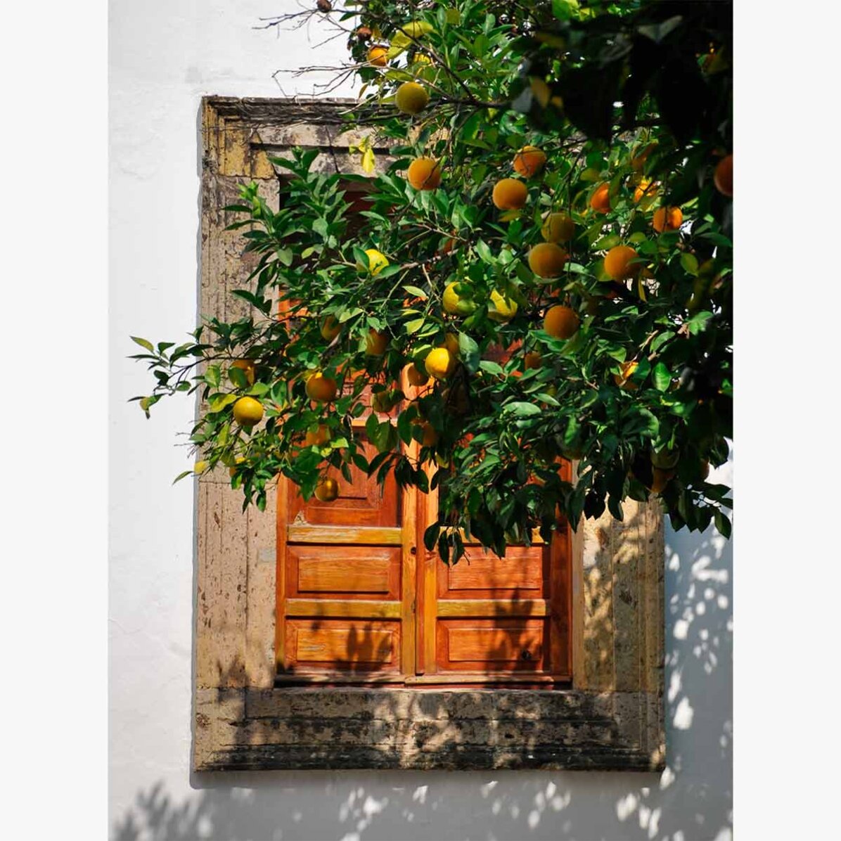 Poster “Orange tree”