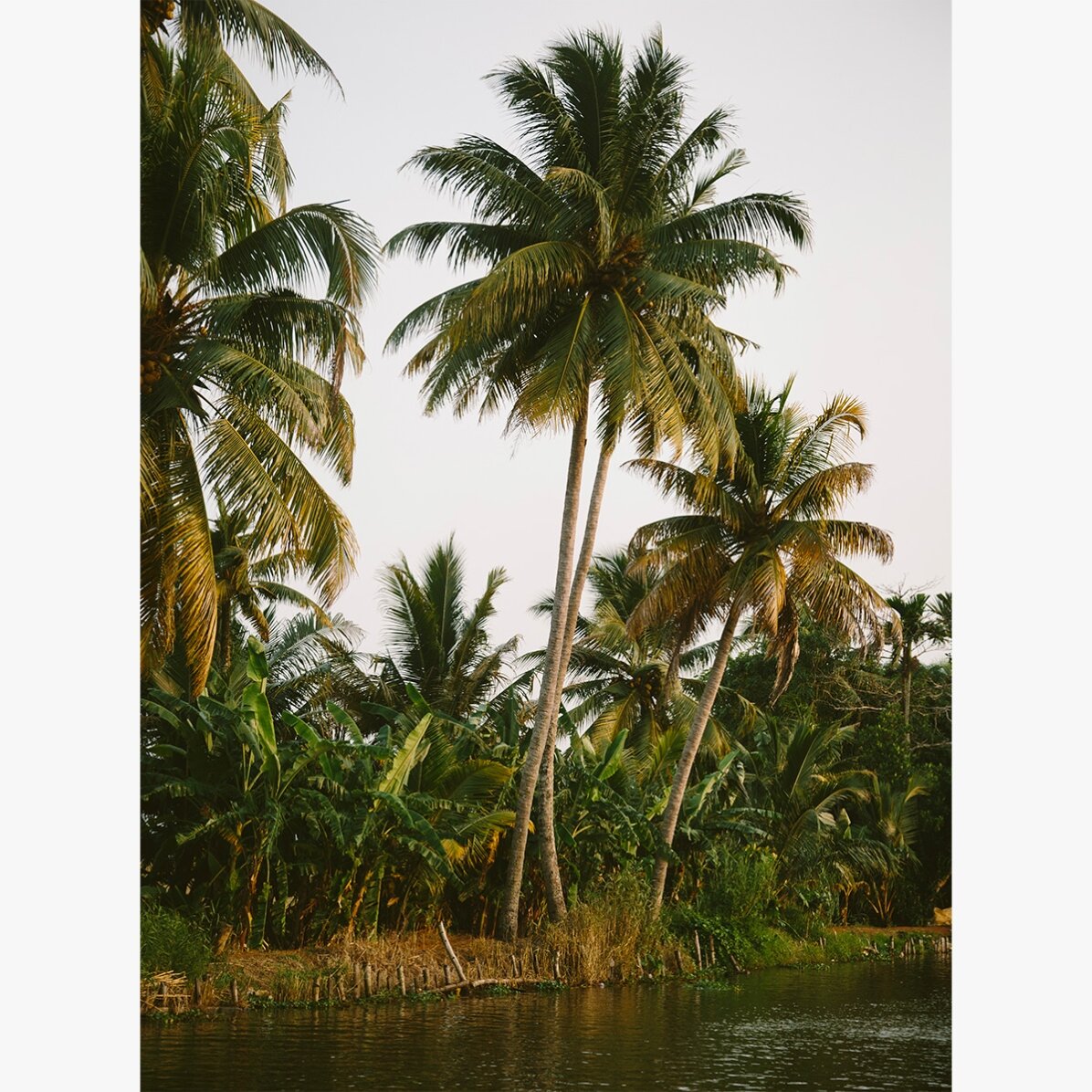 Poster “Palm Trees”