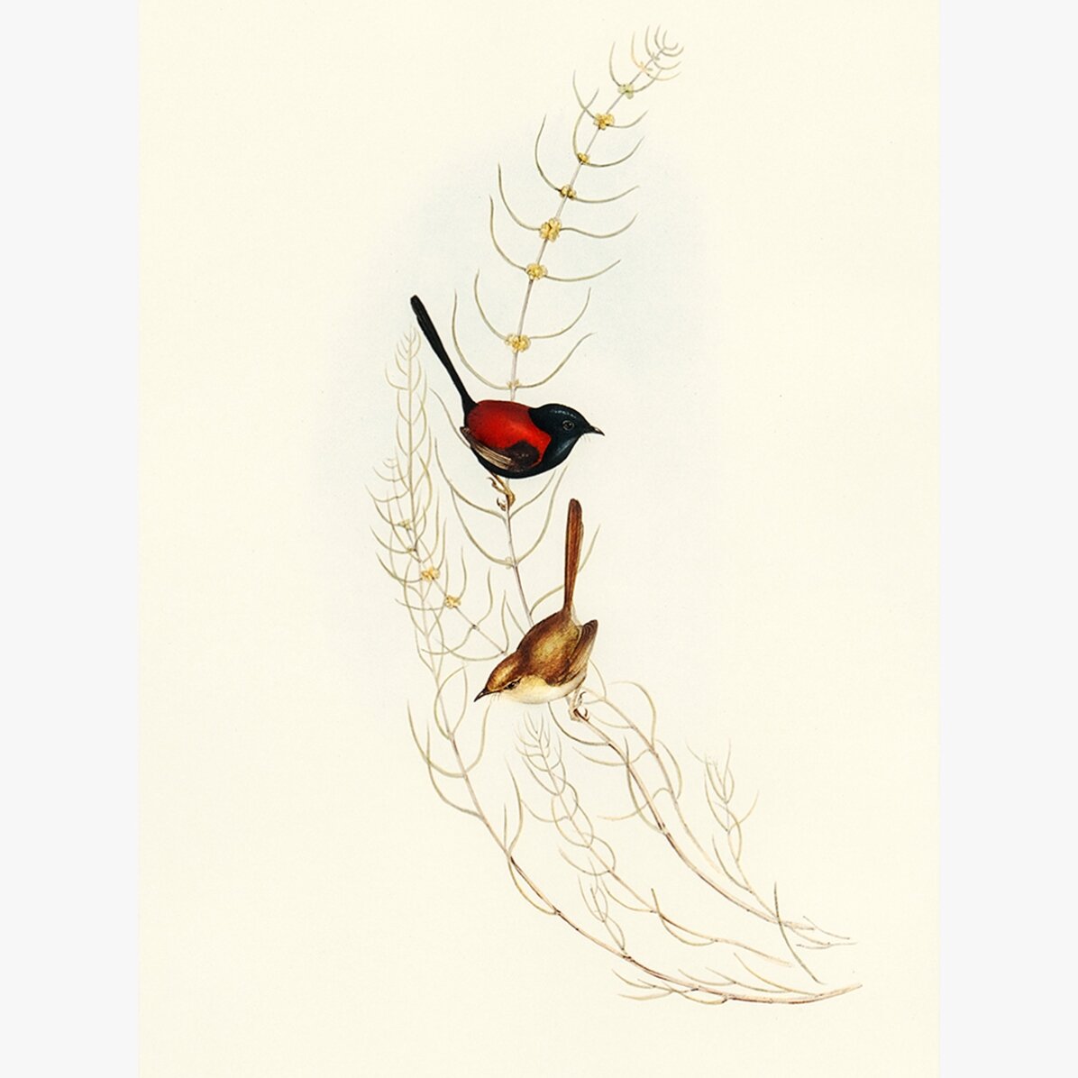 Poster “Uccelli colorati su un ramo”