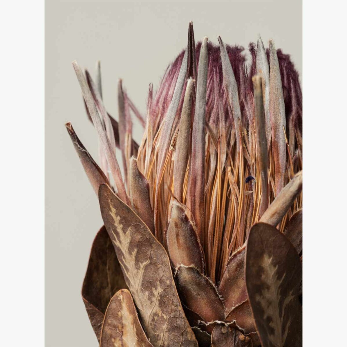 Poster con protea rosa