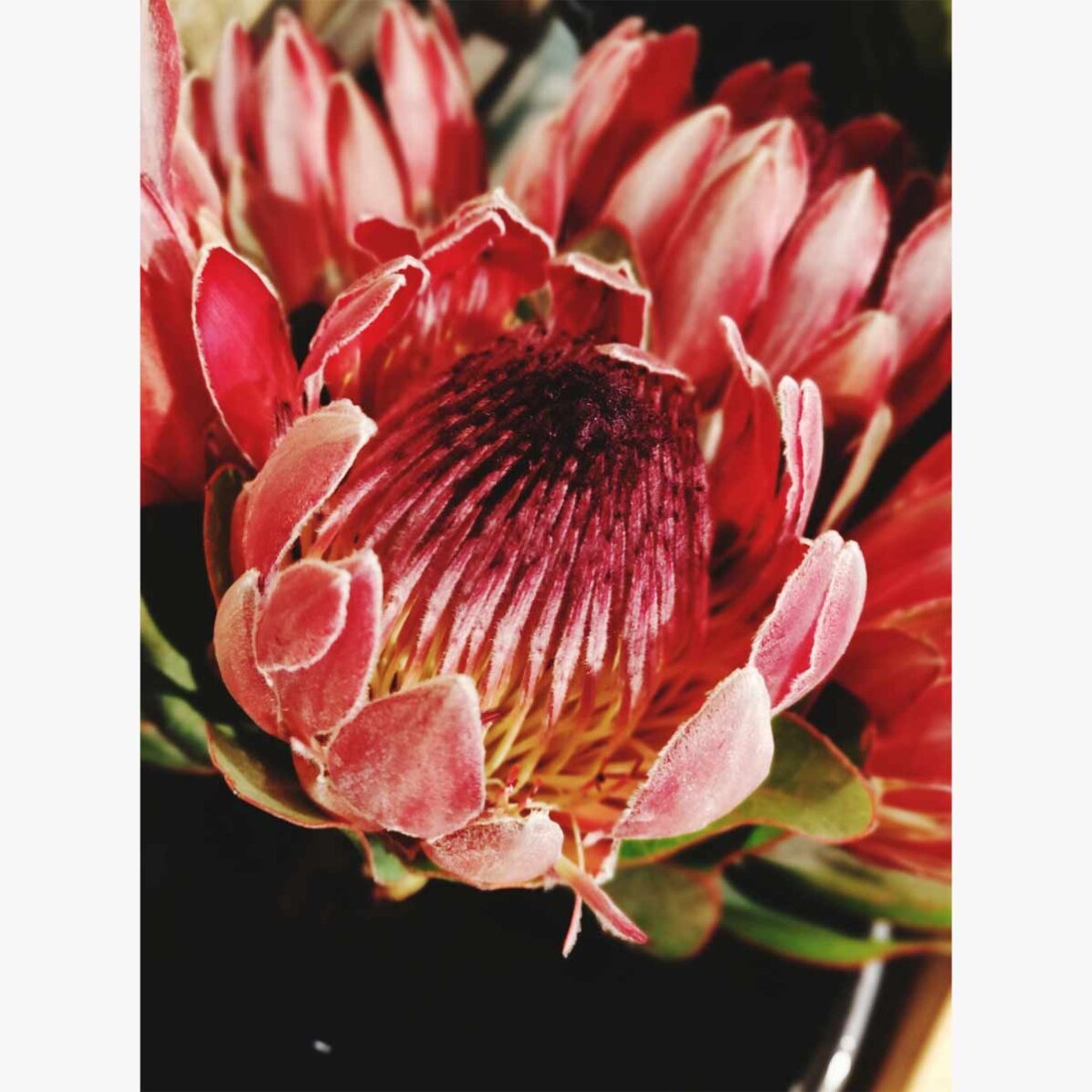 Red Flower Poster