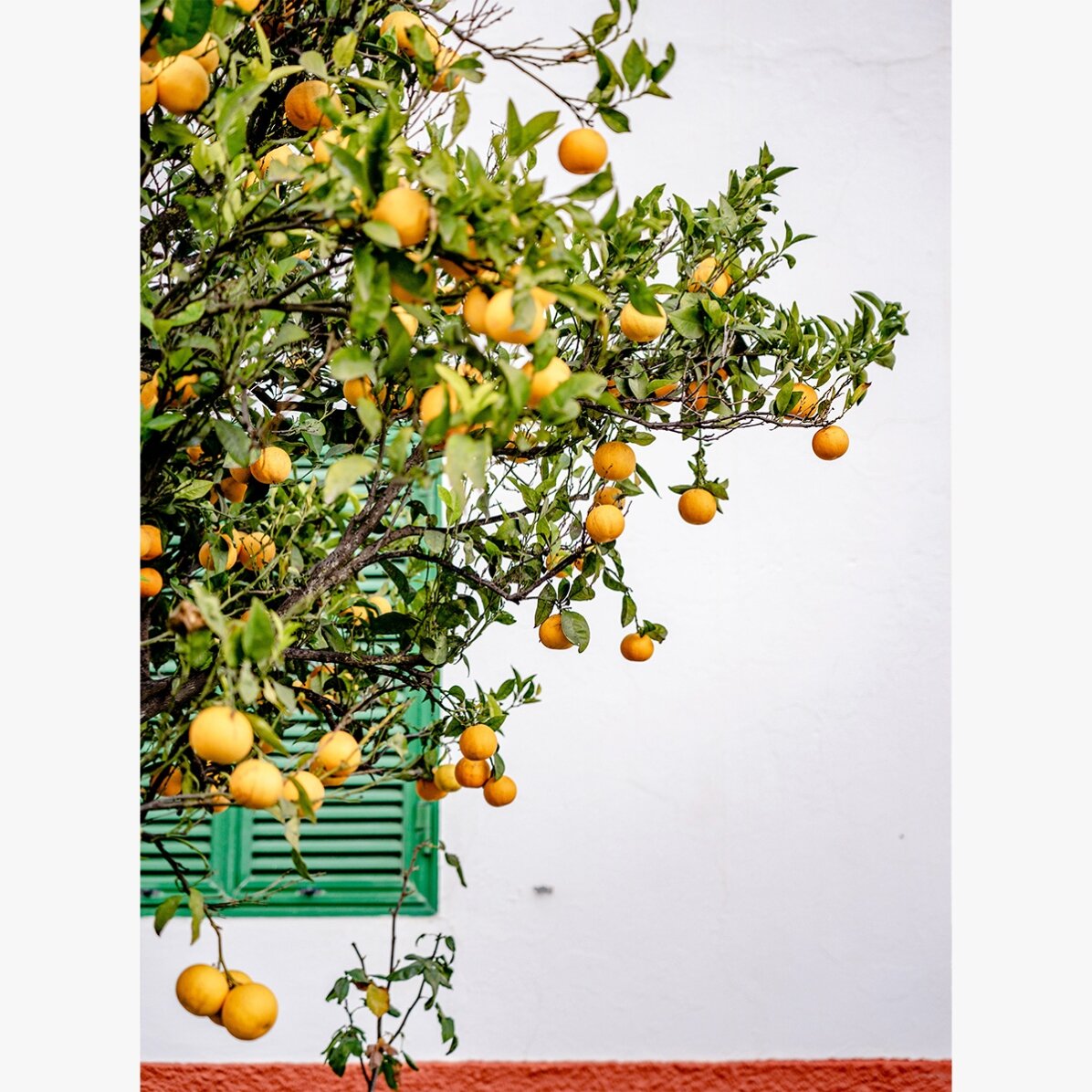Poster “Tangerines”