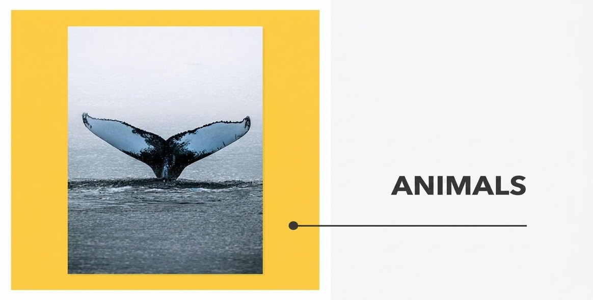 Poster - Collezione Animali